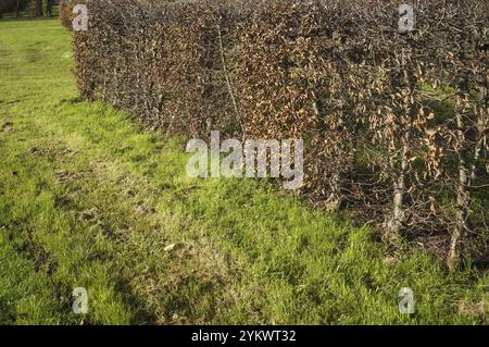 Longue haie d'arbres à cornbeam caduques avec des feuilles brunes sèches en automne Banque D'Images