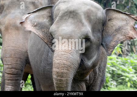 Photo en gros plan de l'éléphant de Sumatra Banque D'Images