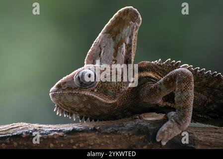 Caméléon voilé accroché à un arbre Banque D'Images