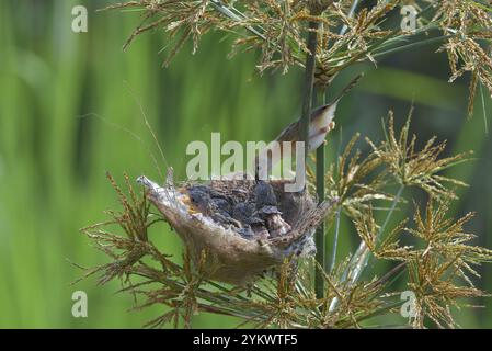 Streaked Fantail Warbler nourrit leurs poussins Banque D'Images