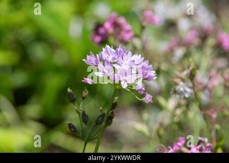 Gros plan d'une fleur d'ail américain (allium unifolium) en fleurs Banque D'Images