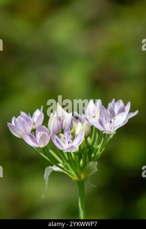 Gros plan d'une fleur d'ail américain (allium unifolium) en fleurs Banque D'Images