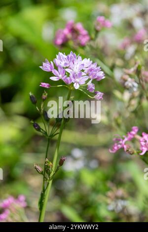 Gros plan d'une fleur d'ail américain (allium unifolium) en fleurs Banque D'Images