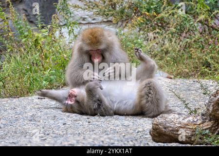 Paire de macaques japonais ou de singes des neiges se toilettant à l'eau chaude de la source de vapeur de Yudanaka, au Japon Banque D'Images