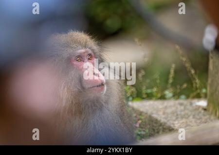 Gros plan du visage d'un macaque japonais ou d'un singe des neiges dans l'eau chaude de la source d'eau chaude de Yudanaka, au Japon Banque D'Images