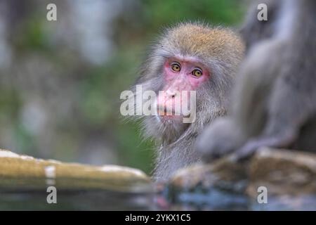 Gros plan du visage d'un macaque japonais ou d'un singe des neiges dans l'eau chaude de la source d'eau chaude de Yudanaka, au Japon Banque D'Images