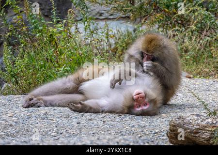 Paire de macaques japonais ou de singes des neiges se toilettant à l'eau chaude de la source de vapeur de Yudanaka, au Japon Banque D'Images