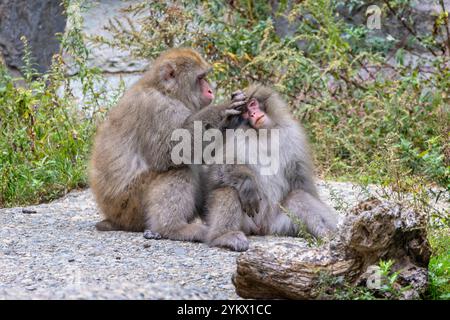 Paire de macaques japonais ou de singes des neiges se toilettant à l'eau chaude de la source de vapeur de Yudanaka, au Japon Banque D'Images