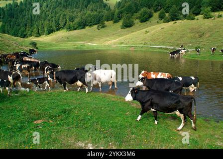 Paysage de montagne, avec des vaches en pâturage buvant dans une flaque d'eau, en Italie Banque D'Images