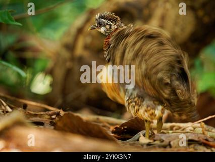 Sabah Partridge - oiseau Tropicoperdix graydoni de la famille des Phasianidae trouvé à Bornéo, autrefois considéré comme conspécifique avec la partie à collier de châtaignier Banque D'Images