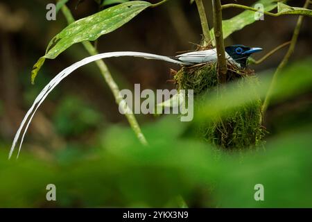 Mouche paradisiaque de Blyth Terpsiphone affinis, également mouche paradisiaque orientale, oiseau à Monarchidae, originaire du sud de la Chine à Sumatra et Mel Banque D'Images