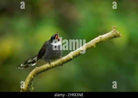 Fantôme à gorge blanche Rhipidura albicollis petit oiseau passereau trouvé dans la forêt, broussailles et culture à travers l'Asie méridionale tropicale, large éventail sombre Banque D'Images