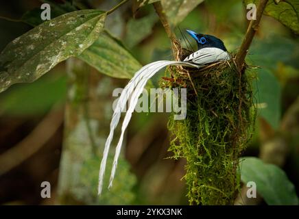 Mouche paradisiaque de Blyth Terpsiphone affinis, également mouche paradisiaque orientale, oiseau à Monarchidae, originaire du sud de la Chine à Sumatra et Mel Banque D'Images