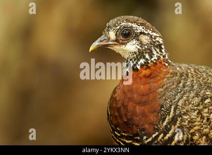 Sabah Partridge - oiseau Tropicoperdix graydoni de la famille des Phasianidae trouvé à Bornéo, autrefois considéré comme conspécifique avec la partie à collier de châtaignier Banque D'Images