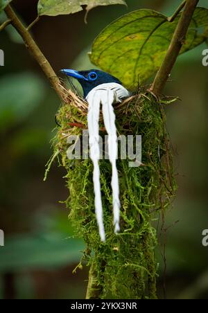 Mouche paradisiaque de Blyth Terpsiphone affinis, également mouche paradisiaque orientale, oiseau à Monarchidae, originaire du sud de la Chine à Sumatra et Mel Banque D'Images