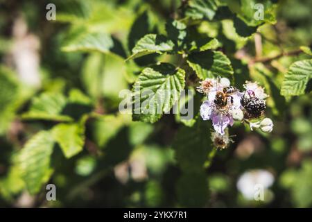 Une abeille en plein vol au-dessus d'une délicate fleur rose, capturée dans un champ naturel serein Banque D'Images