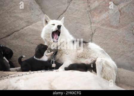 Un chiot de traîneau groenlandais se niche près de sa mère dans le paysage estival chaud du Groenland. Le duo est entouré par la beauté luxuriante et robuste Banque D'Images