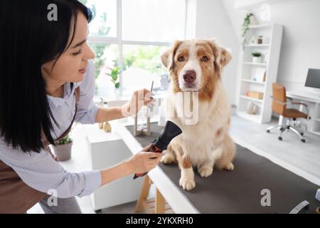 Toiletteur pour femme séchant les cheveux d'un chien de berger australien dans un salon Banque D'Images