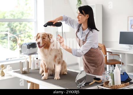 Toiletteur pour femme séchant les cheveux d'un chien de berger australien dans un salon Banque D'Images