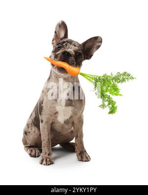 Bouledogue français mignon avec carotte fraîche sur fond blanc Banque D'Images