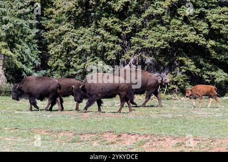 Troupeau de bisons des plaines d'Amérique (Bison bison bison) marchant à travers un champ herbeux ouvert sur le plateau nord du Grand Canyon. Jeune bison à l'arrière. Banque D'Images