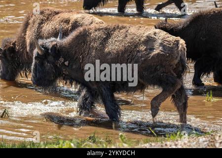 Bison des plaines d'Amérique (bison bison bison) marchant à travers l'eau boueuse. Sur le plateau nord du Grand Canyon. Banque D'Images