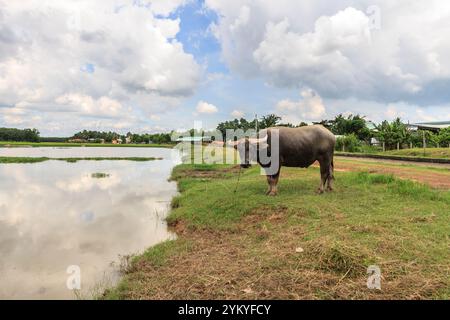 Beau paysage à Tayninh Vietnam avec le champ de riz, montagne, rivière, arbre, buffle et beau nuage de ciel. Une beauté de contryside en journée ensoleillée Banque D'Images