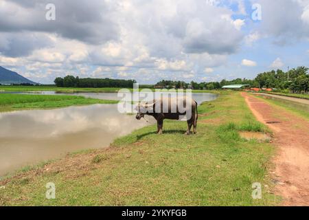 Beau paysage à Tayninh Vietnam avec le champ de riz, montagne, rivière, arbre, buffle et beau nuage de ciel. Une beauté de contryside en journée ensoleillée Banque D'Images