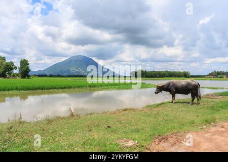 Beau paysage à Tayninh Vietnam avec le champ de riz, montagne, rivière, arbre, buffle et beau nuage de ciel. Une beauté de contryside en journée ensoleillée Banque D'Images