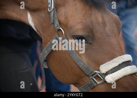 Gros plan de l'œil et du visage d'un cheval, mettant en valeur ses caractéristiques expressives et sa bride. L'arrière-plan est flou, mettant en évidence les détails du cheval. Banque D'Images