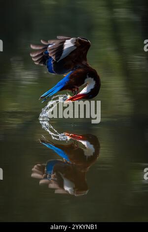 Le kingfisher à tête brune dans un parc à Ho Chi Minh ville. Banque D'Images