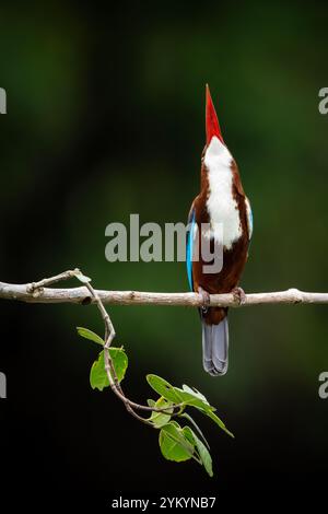 Le kingfisher à tête brune dans un parc à Ho Chi Minh ville. Banque D'Images