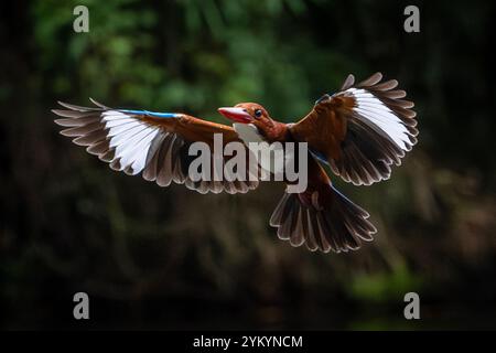 Le kingfisher à tête brune dans un parc à Ho Chi Minh ville. Banque D'Images