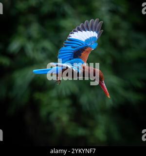 Le kingfisher à tête brune dans un parc à Ho Chi Minh ville. Banque D'Images