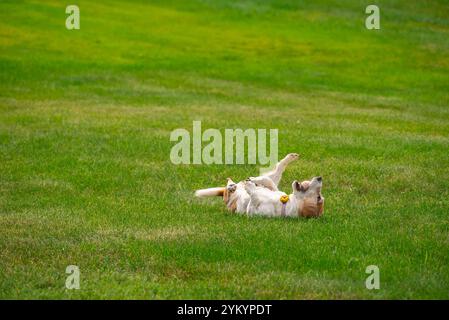 Basset Hound joue dans Yard Banque D'Images