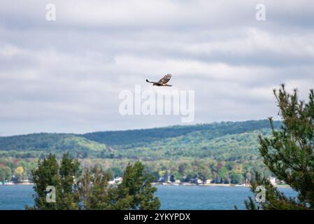 Hawk survolant les lacs et les collines Banque D'Images