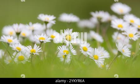 Fleurs de Marguerite [ Bellis perennis ] dérive de fleurs dans une pelouse avec une seule fleur en évidence Banque D'Images