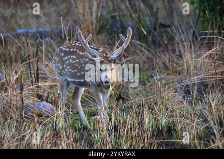 Cerf tacheté (Chital), faune sauvage, Bhopal, Inde Banque D'Images