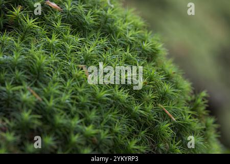 Commune Haircap Moss [ Polytrichum commune ] Banque D'Images