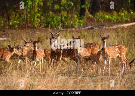 Cerf tacheté (Chital), faune sauvage, Bhopal, Inde Banque D'Images