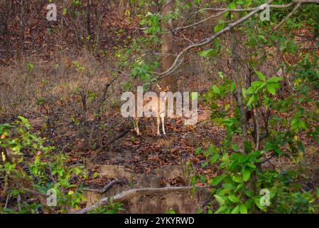 Cerf tacheté (Chital), faune sauvage, Bhopal, Inde Banque D'Images