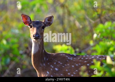 Cerf tacheté (Chital), faune sauvage, Bhopal, Inde Banque D'Images