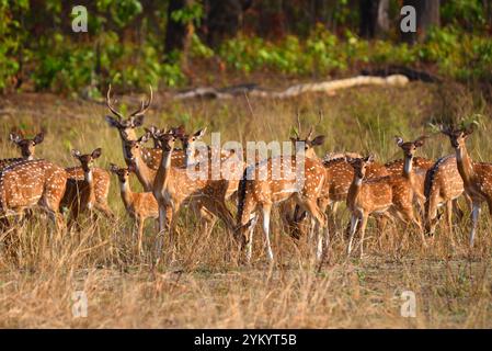 Cerf tacheté (Chital), faune sauvage, Bhopal, Inde Banque D'Images