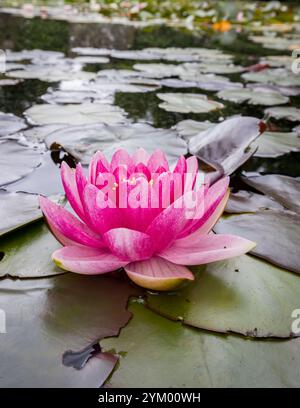 Fleur de nénuphar rose [ Nymphaea sp ] sur étang Banque D'Images