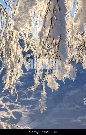 Branches d'arbre suspendues avec Hoarfrost un hiver neigeux Banque D'Images