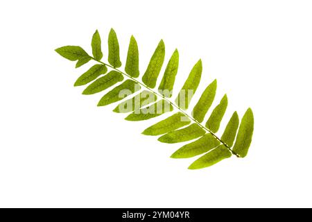 Osmunda regalis fronde vert vif isolé sur fond blanc. Feuille de fougère royale en contre-jour. Banque D'Images