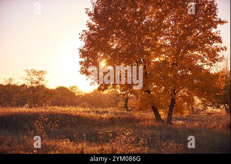 Magnifique paysage d'automne au coucher du soleil avec un oranger vibrant dans un champ serein Banque D'Images
