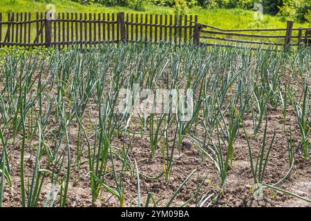 Pousses vertes de jeunes oignons plantées dans le jardin et illuminées par le soleil. Concept de jardinage, jour de la terre, agriculture, paysans, culture de la nourriture. Banque D'Images