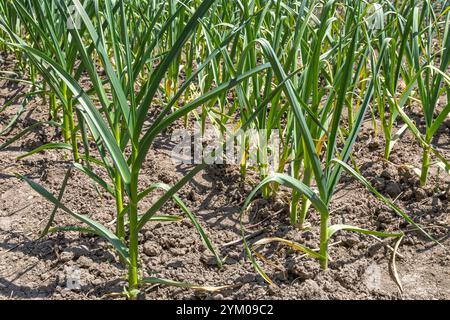 L'ail vert pousse dans le sol du jardin. Un gros plan de plantes d'ail vert poussant dans un jardin entouré de terre cultivée symbolise le jardinage durable Banque D'Images