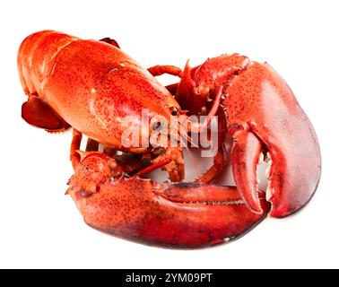 Homard rouge isolé sur fond blanc Banque D'Images